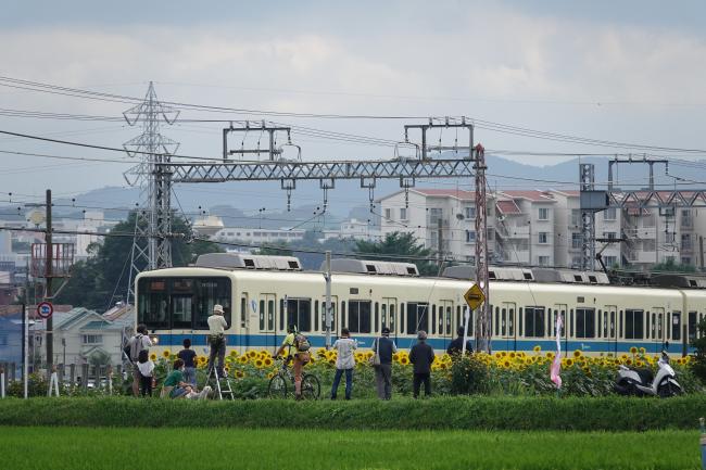 電車とヒマワリの写真