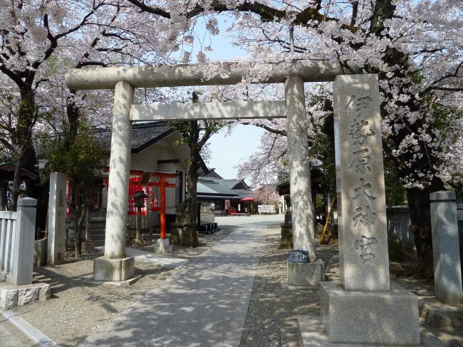 満開の桜と大神宮の入り口