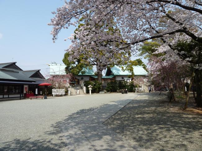 境内でゆっくり桜を楽しみたい