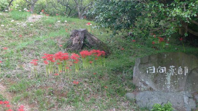 秋に見られる幻想的な彼岸花