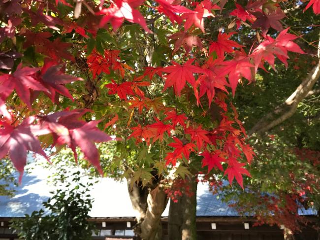 紅葉の写真