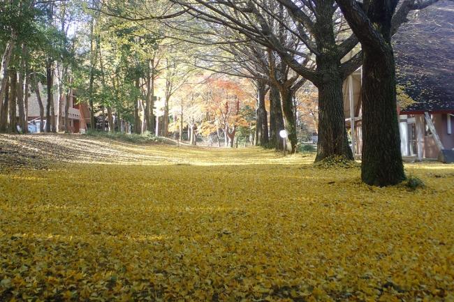 イチョウの絨毯