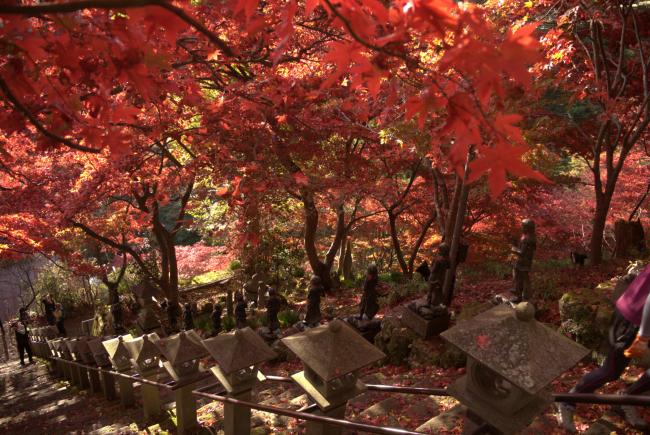 紅葉の写真