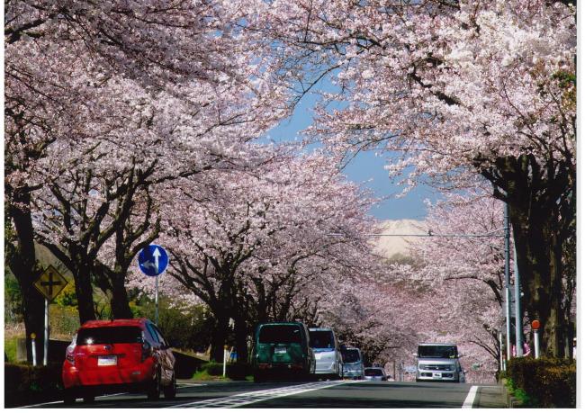 桜みちの桜の写真