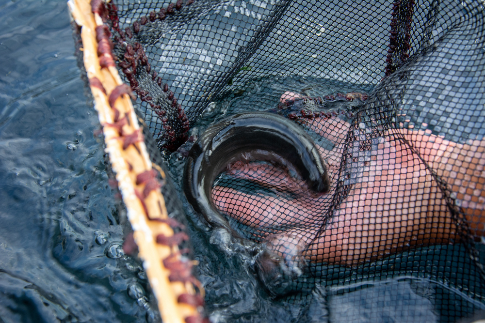 厚木あゆ種苗センターの写真