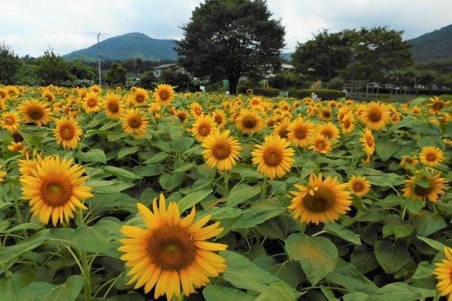 夏のヒマワリ