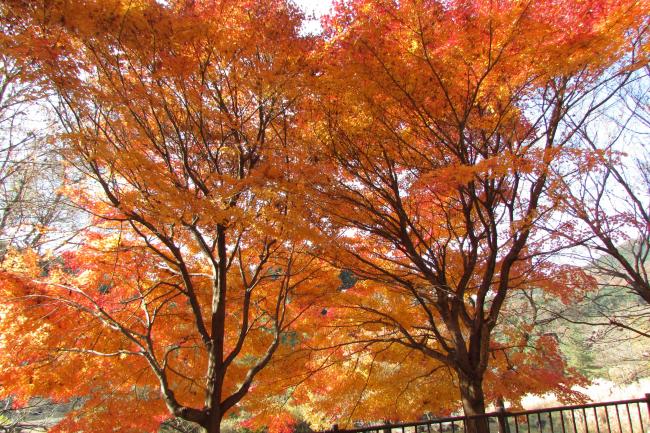 紅葉２