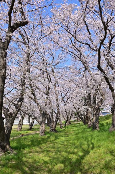 相模川三川合流点厚木野球場裏のサクラの写真