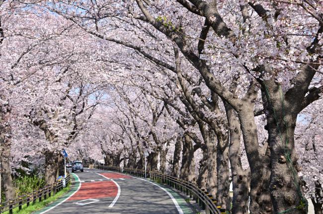 相模川三川合流点土手の桜の写真