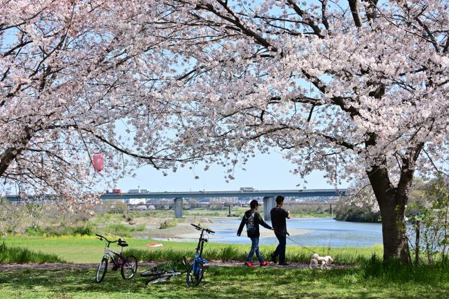 相模川三川合流点の桜の写真
