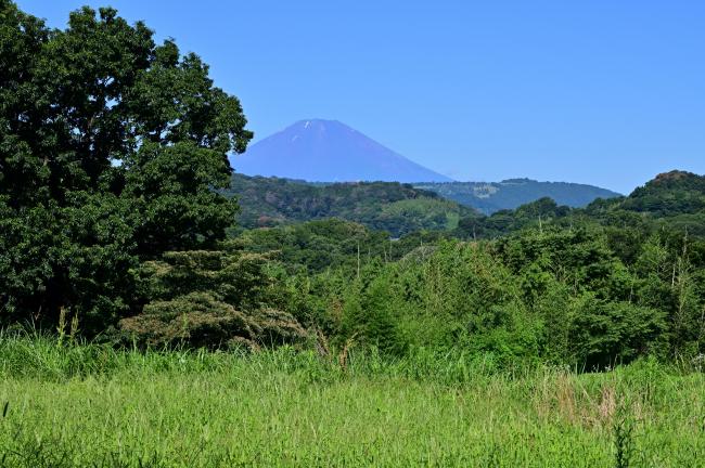 渋沢丘陵から見る富士山