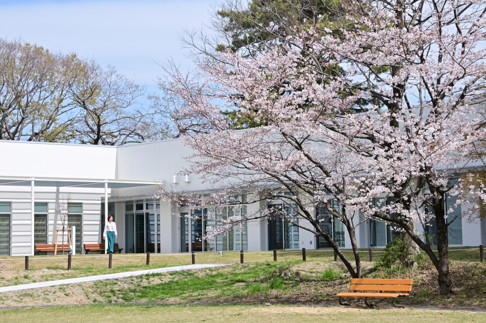 あつぎ郷土博物館のソメイヨシノの写真