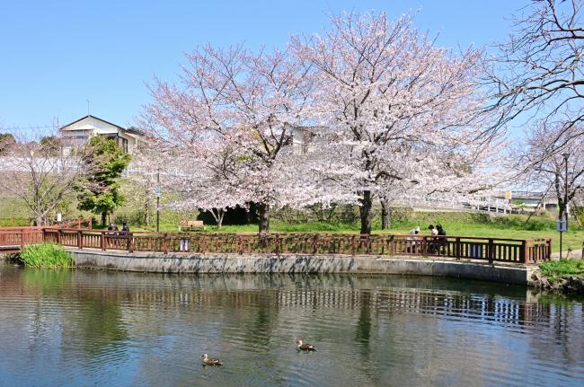 広町公園の桜