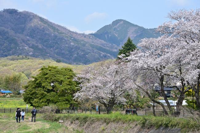 荻野川沿いの桜