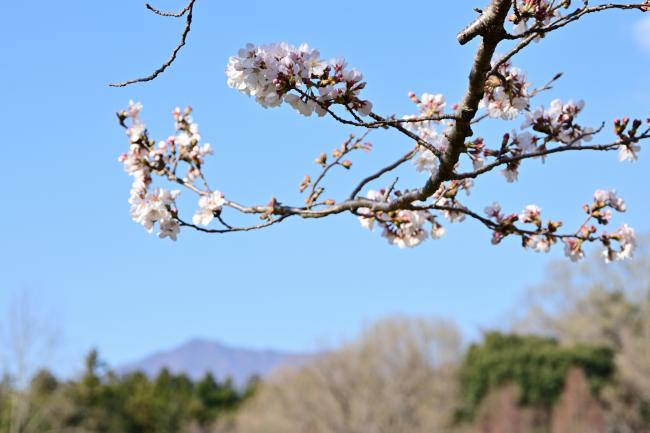 荻野運動公園の桜