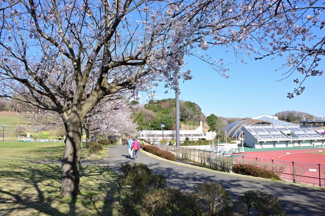 荻野運動公園の桜