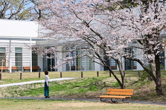あつぎ郷土博物館の桜
