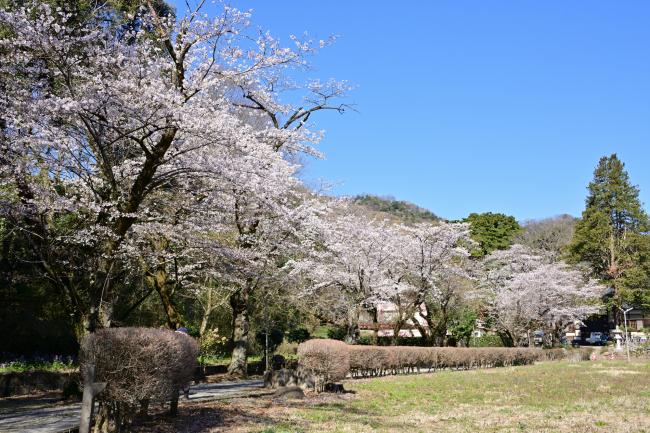 金剛寺の桜