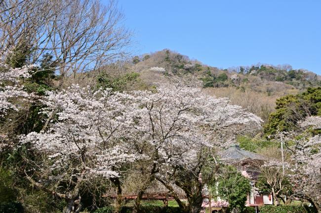 金剛寺の桜