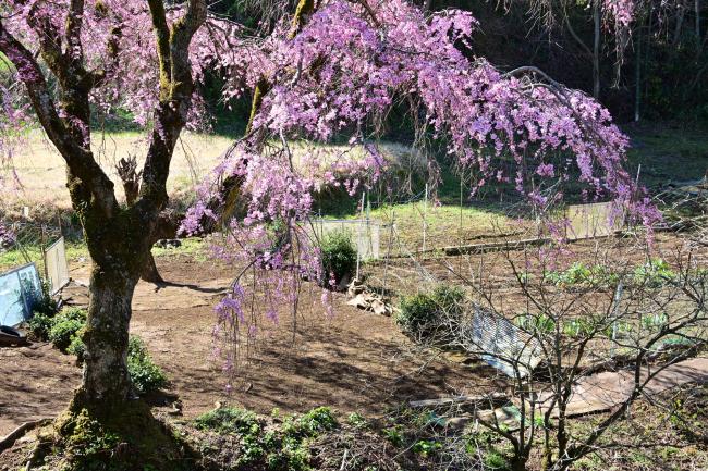 上古沢のシダレザクラの写真