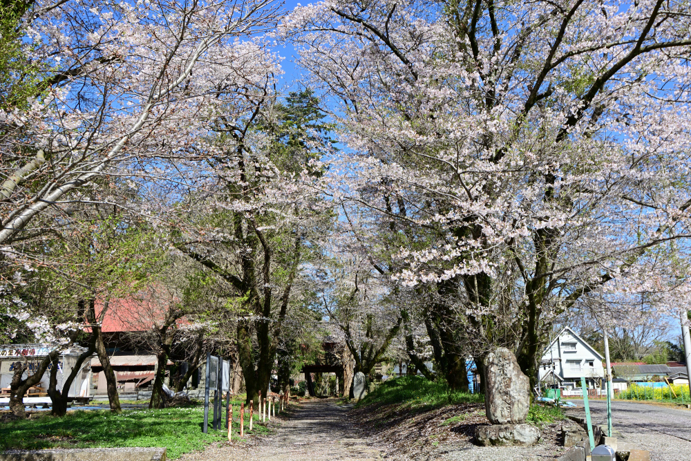 華厳山金剛寺のソメイヨシノの写真