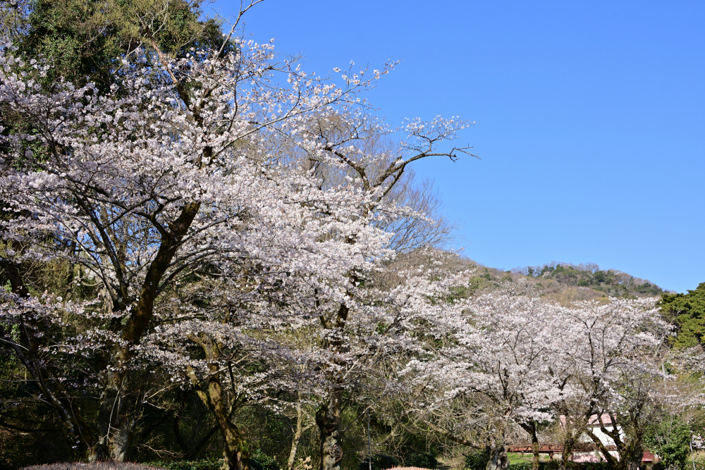 華厳山金剛寺のソメイヨシノの写真