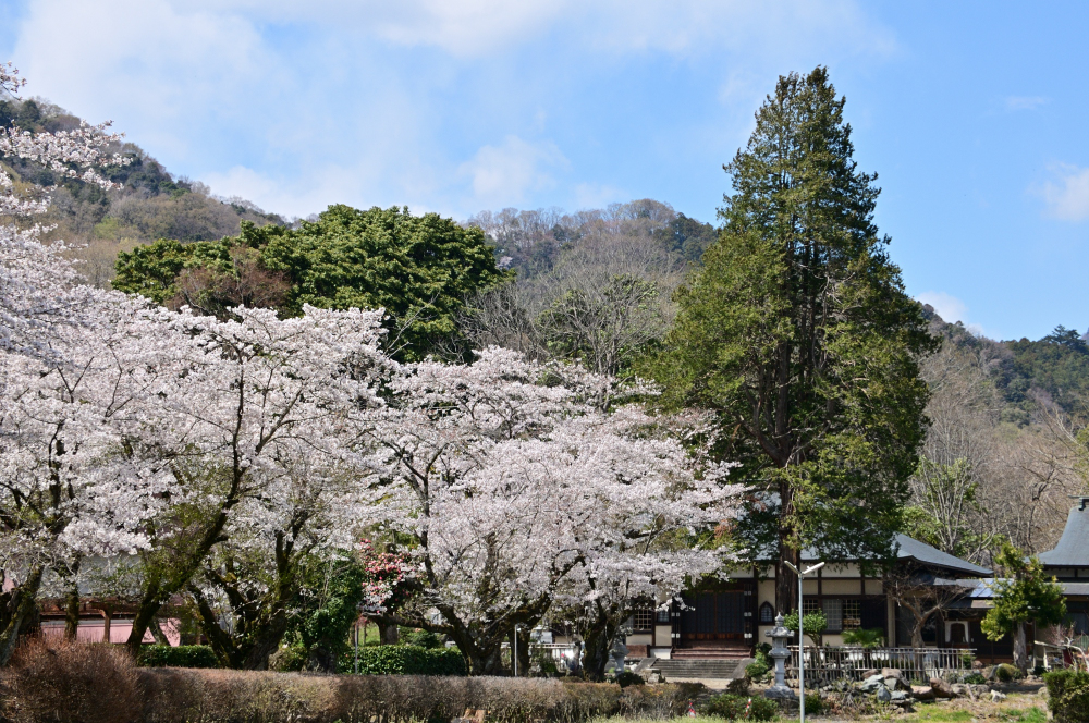 華厳山金剛寺のソメイヨシノの写真