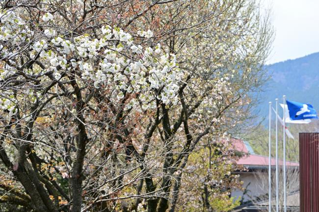 自然環境保全センターの桜の写真