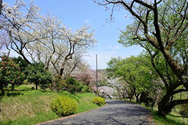 自然環境保全センターの桜の写真