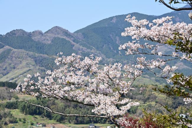 小町神社の桜の写真