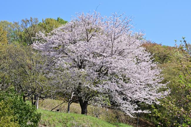 小町緑地の桜の写真