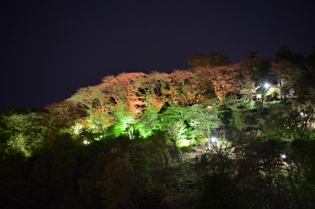 小町神社周辺のサクラのライトアップの写真