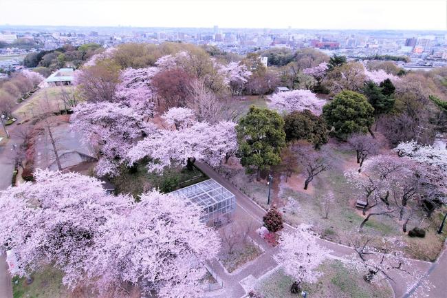 ぼうさいの丘公園の桜の写真