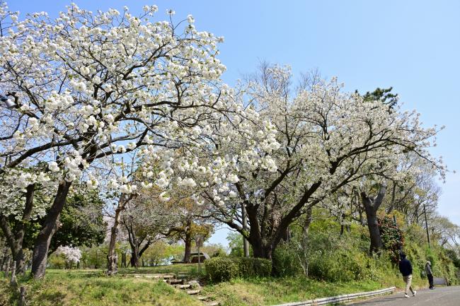 ぼうさいの丘公園の桜の写真