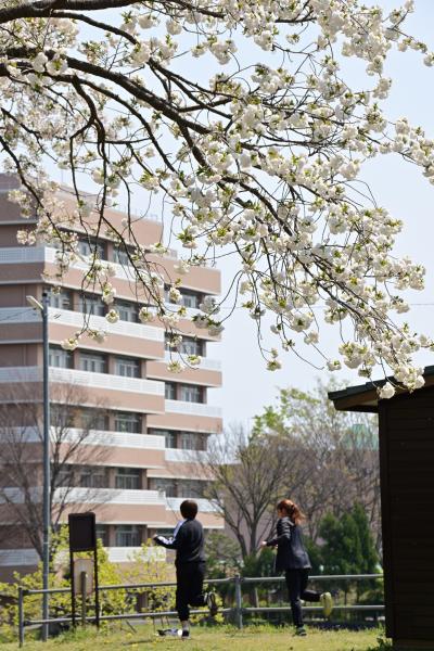 ぼうさいの丘公園の桜の写真