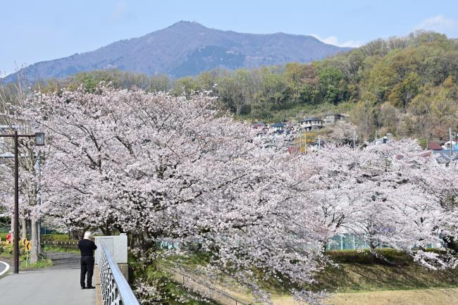 若宮公園の桜の写真