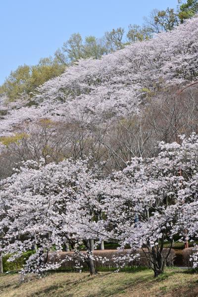 若宮公園周辺の桜の写真