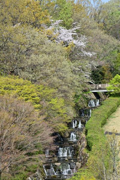 若宮公園の桜の写真