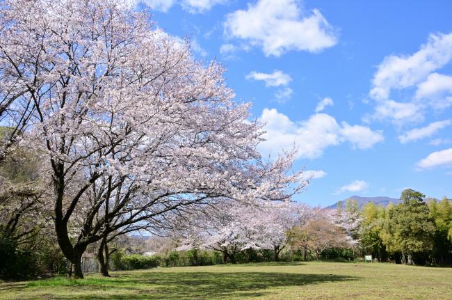 岩田山公園の桜の写真