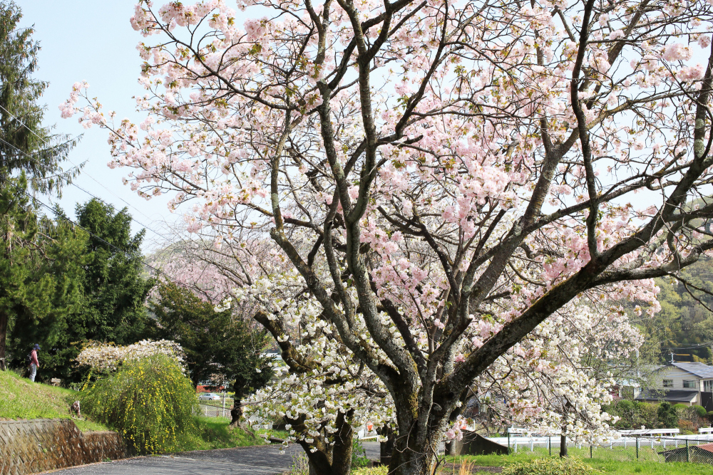 県自然環境保全センターのサクラの写真