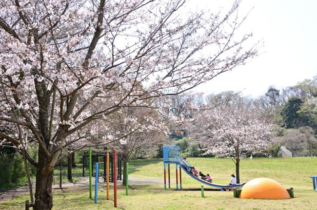 岩田山公園の桜の写真
