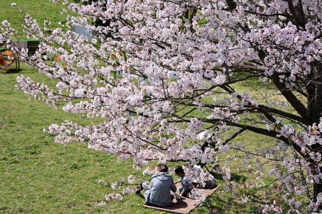 岩田山公園の桜の写真
