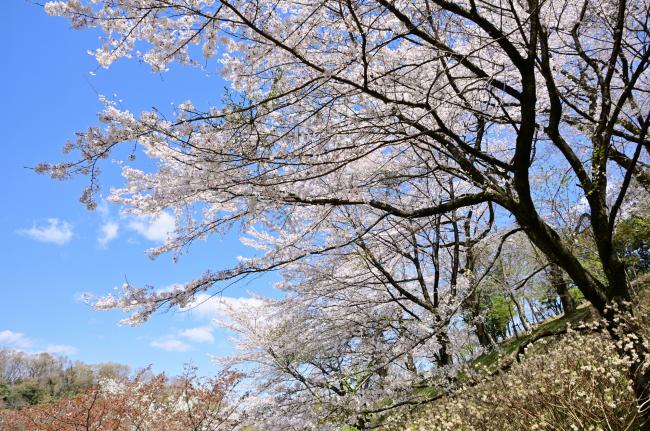 県立七沢森林公園さくらの園の桜の写真