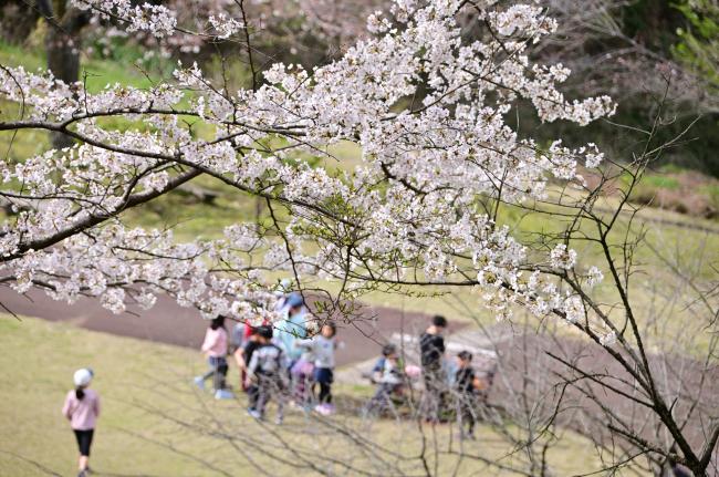 県立七沢森林公園さくらの園の桜の写真