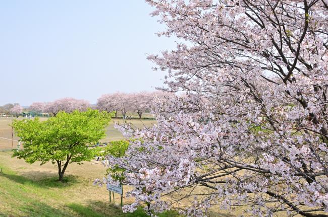 中依知青少年広場の桜の写真