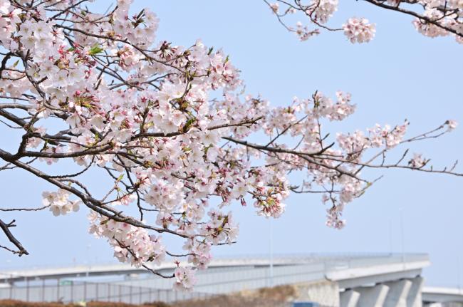 中依知青少年広場の桜の写真
