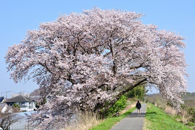 妻田東の中津川土手の桜の写真