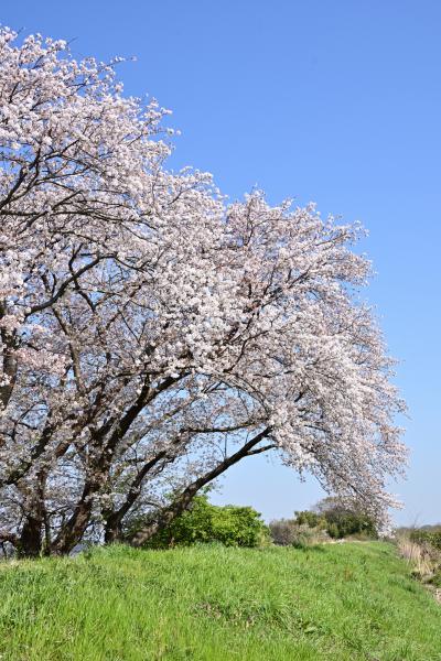 妻田東の中津川土手の桜の写真