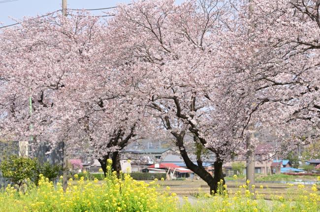 下川入の桜並木の写真