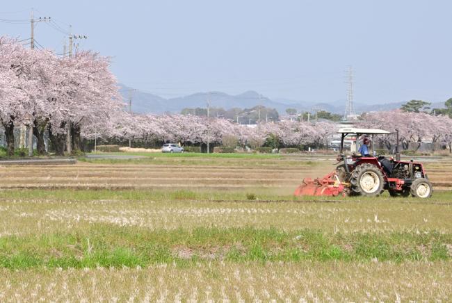 下川入の桜並木の写真